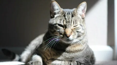 Cat sits in the sun Stock Footage 454060