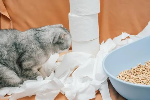 Cat sits on a surface surrounded by torn paper towels and looks at a bowl of Stock Photos