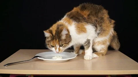 The cat sits on the table and eats sour cream or yogurt. A series of footag.. Stock Footage 76154502