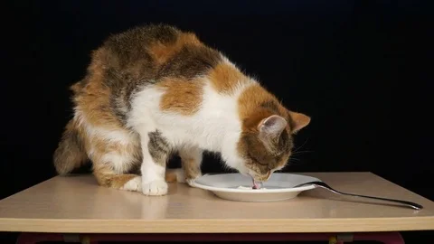 The cat sits on the table and eats sour cream or yogurt. A series of footag.. Stock Footage