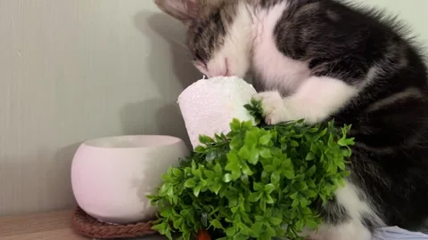 The cat sits on the table and eats the leaves of a house plant Stock Footage 288390387