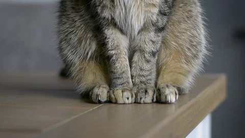 Cat sits on the table and walks away. Only the lower body is visible. Stock Footage 126942226