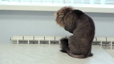 The cat sits on the table indoors and washes. Video stock 154851754