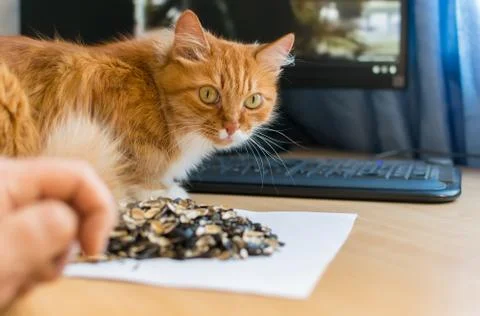 Cat sits on the table next to the computer Stock Photos