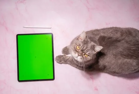 A cat sits on a table next to a tablet with green screen, a pet orders food Stock Photos