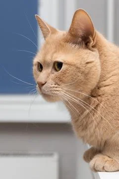 Cat sits on the table in the room. Stock Photos