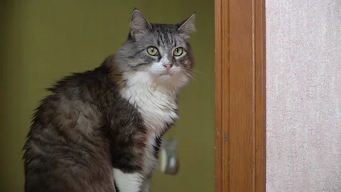 The cat sits on the threshold in the doorway. Stock Footage 223141585