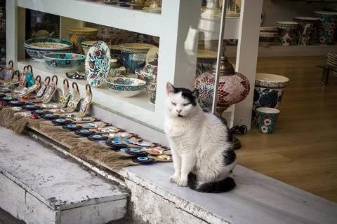 The cat sits on the threshold of the store Stock Photos