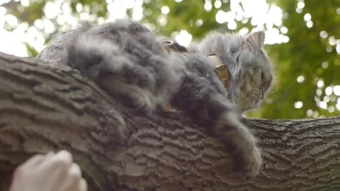 Cat sits on tree and hands Stock Footage 69160209