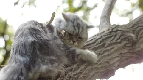 Cat sits on tree with fear Stock Footage 69160180