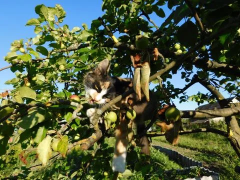 A cat sits on a tree Fotos Stock