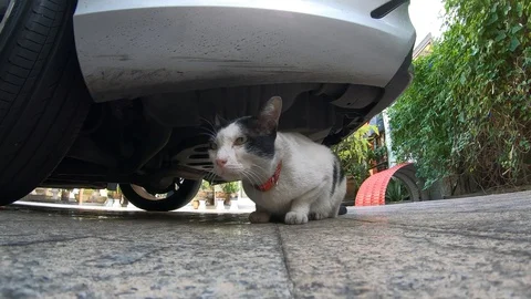 Cat Sits Under A Car (chill, sneaky) in backyard (Close up, Gopro) Stock Footage 98817737