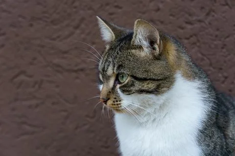 Cat sits by wall, looking to the side with green eyes and fur pattern Foto stock