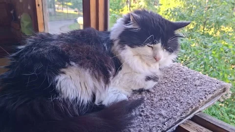 Cat sits on warm windowsill enjoying the sun and watching birds Stock Footage 342930535