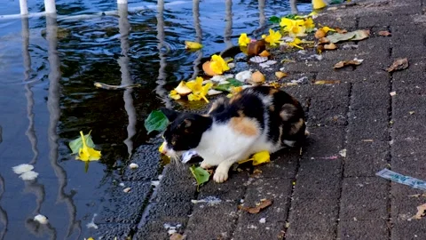 Cat sits at the waterfront in Mauritius Video stock 169975738