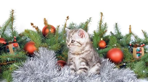 Cat sits on a white background in front of Christmas tree branches and balls. Stock Photos