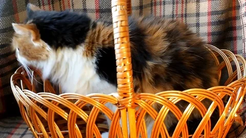 The cat sits in a wicker basket Stock Footage 82582542