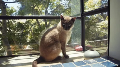 Cat Sits in Window Box Stock Footage 51742760