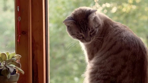 The cat sits on the window Video stock 113059664