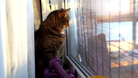 The cat sits by the window Stock Footage 172107552