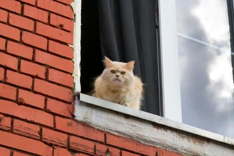 Cat sits on the window Stock Photos