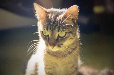 Cat sits on a window Stock Photos