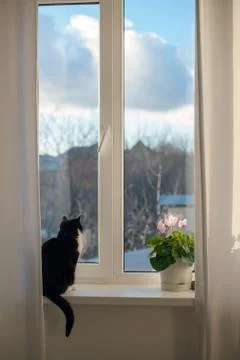 A cat sits on a window sill Stock Photos