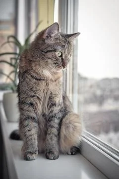 A cat sits on a window sill Fotos Stock