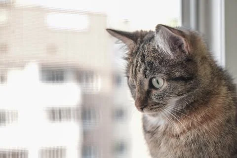 A cat sits on a window sill 스톡 사진