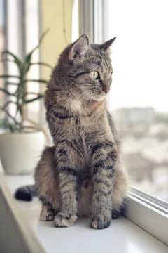 A cat sits on a window sill Stock Photos
