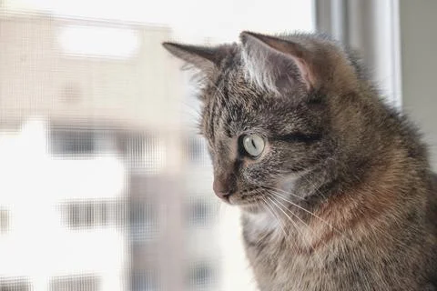 A cat sits on a window sill Stock Photos