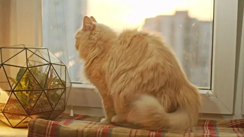 The cat sits on the window sill by the window and looks out the window Stock Footage 252207999