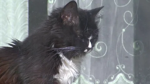 The cat sits at the window,basking in the sun Stock Footage