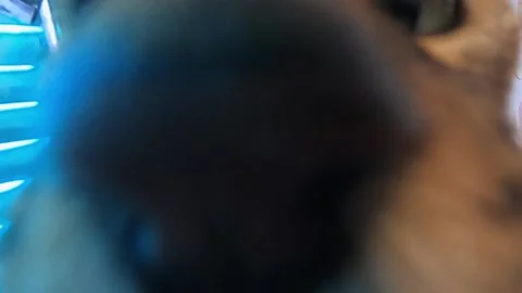 The cat sits on the windowsill and sticks his muzzle into the camera Stock Footage 202102926