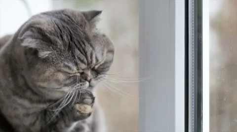 Cat sits on the windowsill and washes himself after breakfast. Stock-Footage 56699309