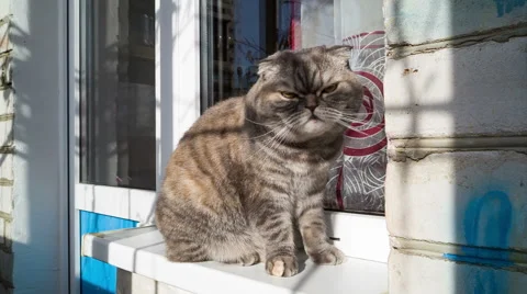 Cat sits on windowsill. Stock-Footage 56617791