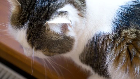 Cat sits on the windowsill Stock Footage 88395286