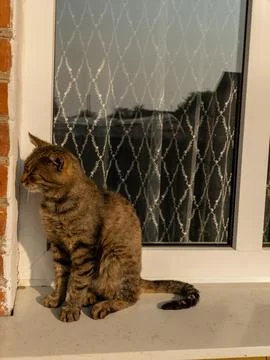 The cat sits on the windowsill, looking at the wall Stock Photos