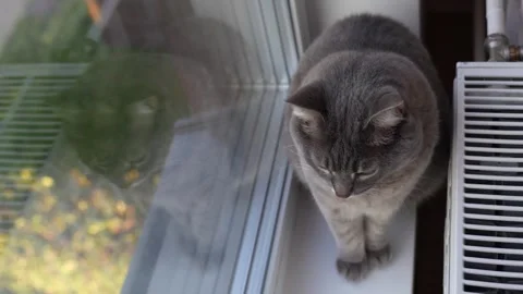 Cat sits on a windowsill next to a radiator and looks out the window Stock Footage 286116173