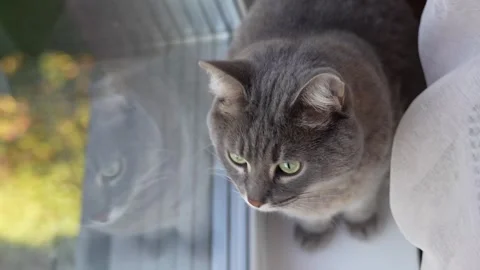 Cat sits on a windowsill next to a radiator and looks out the window Stock Footage 286116208