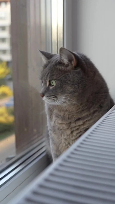 Cat sits on a windowsill next to a radiator and looks in different directions Stock Footage 286116275