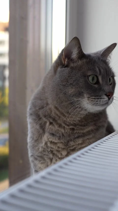 Cat sits on a windowsill next to a radiator and looks in different directions Stock Footage 286116306
