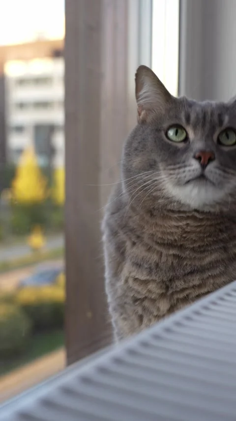Cat sits on a windowsill next to a radiator and looks in different directions Stock Footage 286116318