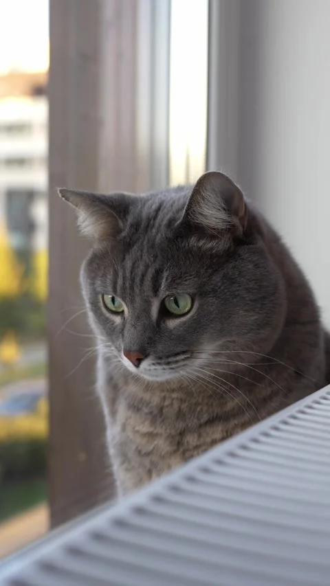 Cat sits on a windowsill next to a radiator and looks in different directions Stock Footage 286116324