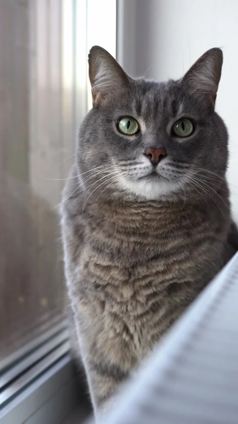 Cat sits on a windowsill next to a radiator and looks in different directions Stock Footage 286116354