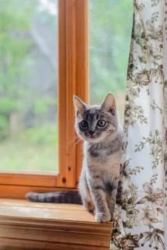 Cat sits on windowsill Stock Photos