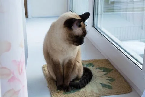 Cat sits on a windowsill. Stock Photos