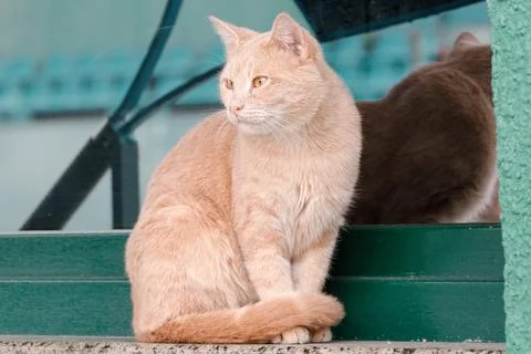 Cat sits on the windowsill. Stock Photos