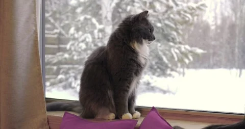 Cat sits on windowsill, watching snow fall, cozy winter ambience surrounds Stock Footage 275035848
