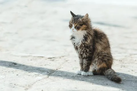 The cat sits in the yard Stock Photos